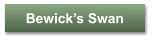 Bewick�s Swan