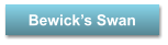 Bewick�s Swan